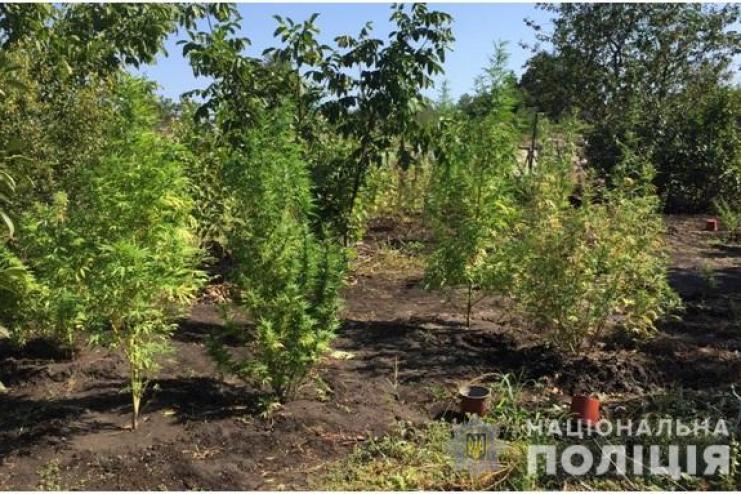 Зелье на лекарства: в Одесской области пенсионерка выращивала коноплю